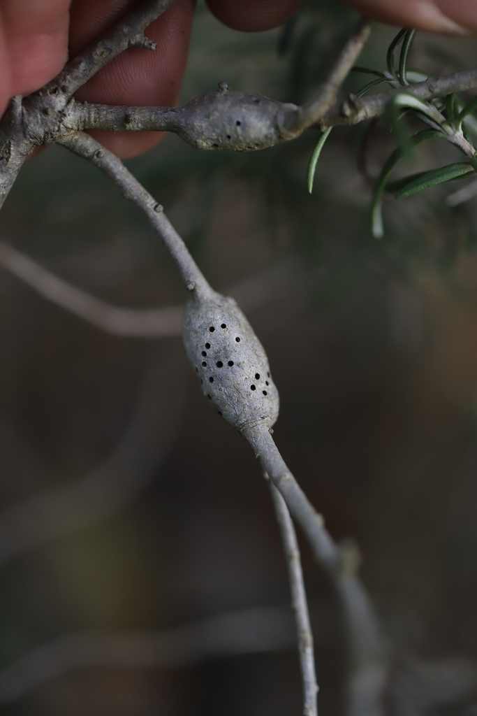 Plagiotrochus gallaeramulorum