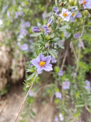 Lycianthes lycioides
