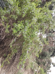 Lycianthes lycioides