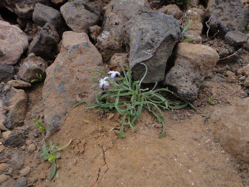 Image of Matthiola bolleana by (c) Christian Berg, some rights reserved (CC BY)