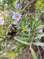 Lycianthes lycioides