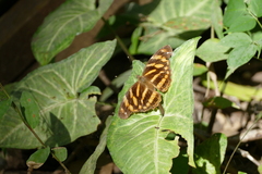 Herona marathus