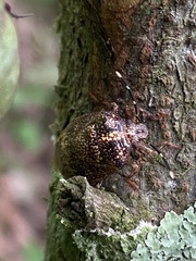 Antiteuchus
