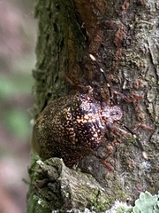 Antiteuchus