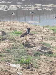 Vanellus indicus