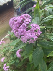 Pentas lanceolata
