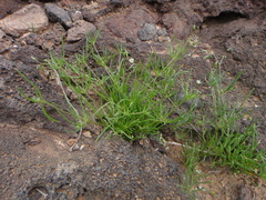 Spergularia flaccida