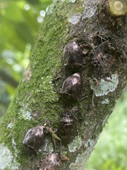 Antiteuchus