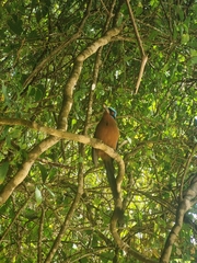 Momotus bahamensis