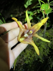 Maxillaria striata