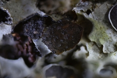 Xanthoriicola physciae