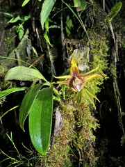 Maxillaria striata