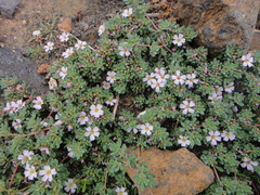 Frankenia ericifolia