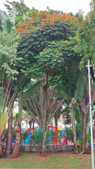 Spathodea campanulata