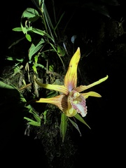 Maxillaria striata