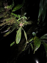 Maxillaria striata