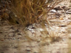Eremopterix nigriceps