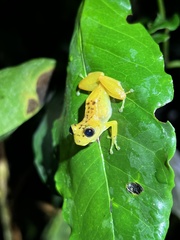 Pristimantis lacrimosus