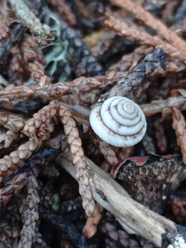 Caseolus subcalliferus