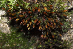 Orthotrichum anomalum