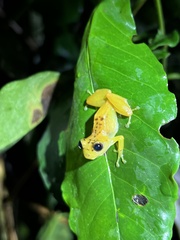 Pristimantis lacrimosus