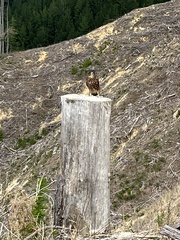 Falco novaeseelandiae