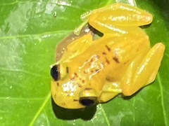 Pristimantis lacrimosus