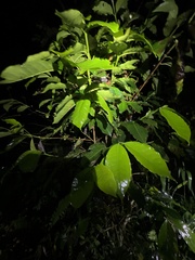 Pristimantis lacrimosus