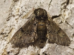 Biston strataria