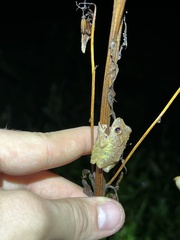 Pristimantis diadematus