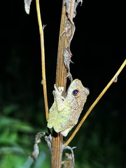 Pristimantis diadematus