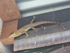 Anolis richardii