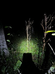 Pristimantis diadematus