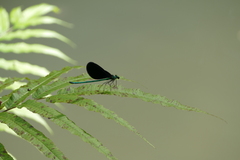 Matrona basilaris