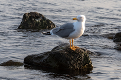 Larus michahellis