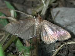Herpetogramma sphingealis