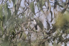 Leucolia violiceps