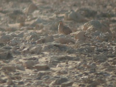Pterocles coronatus