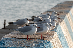 Chroicocephalus genei