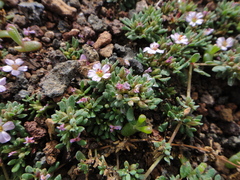 Frankenia ericifolia