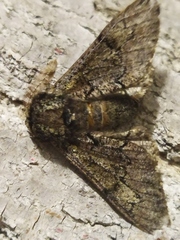 Biston strataria