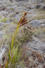 Carex borbonica