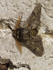 Biston strataria