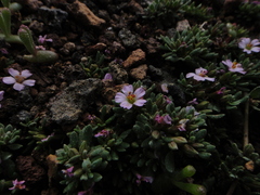 Frankenia ericifolia