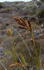 Carex borbonica