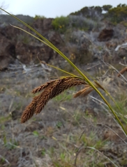 Carex borbonica