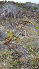 Carex borbonica