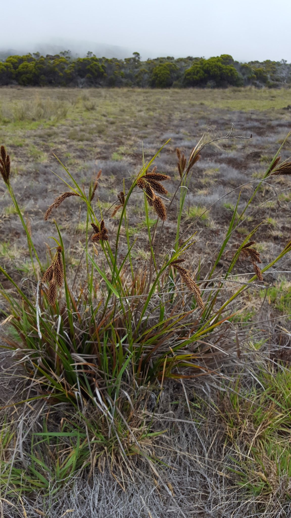 (c) François Rousseu, certains droits réservés (CC BY-NC) https://www.inaturalist.org/observations/149417874
