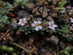 Frankenia ericifolia