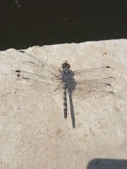 Bradinopyga geminata